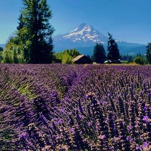 Meet your Posher, Dawn